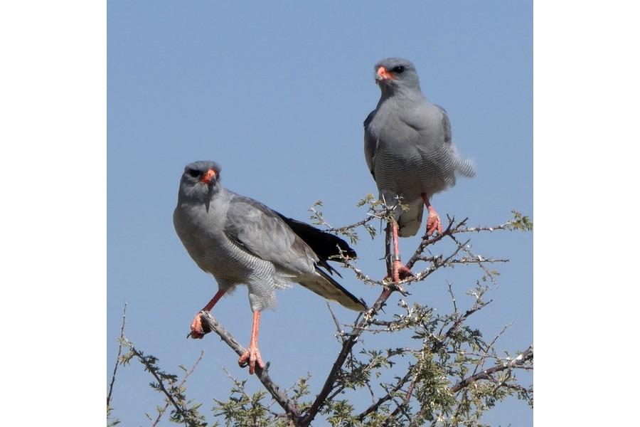 Namibia