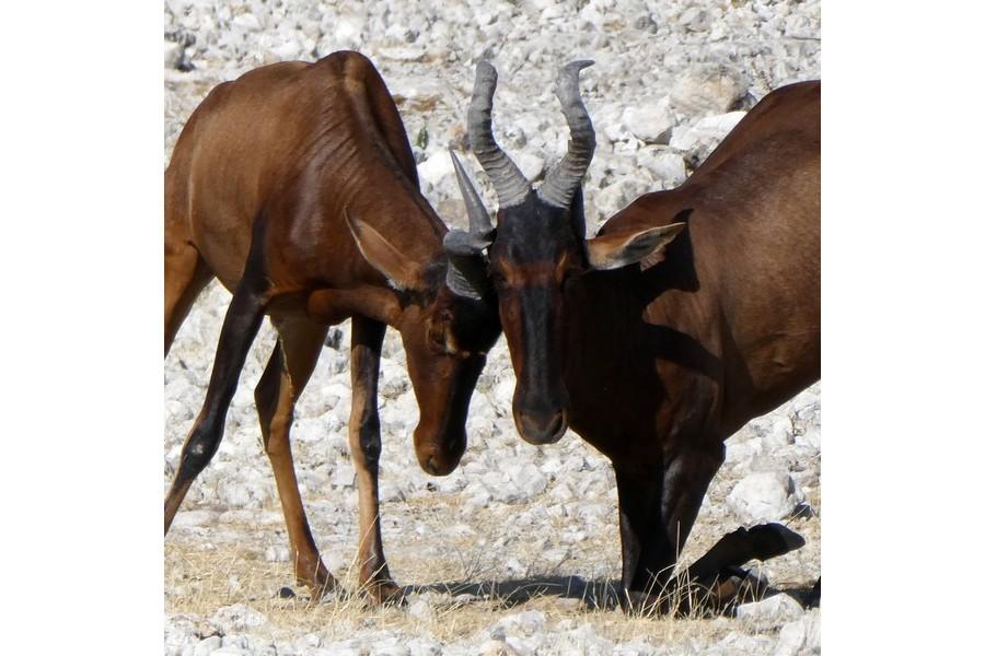 Namibia