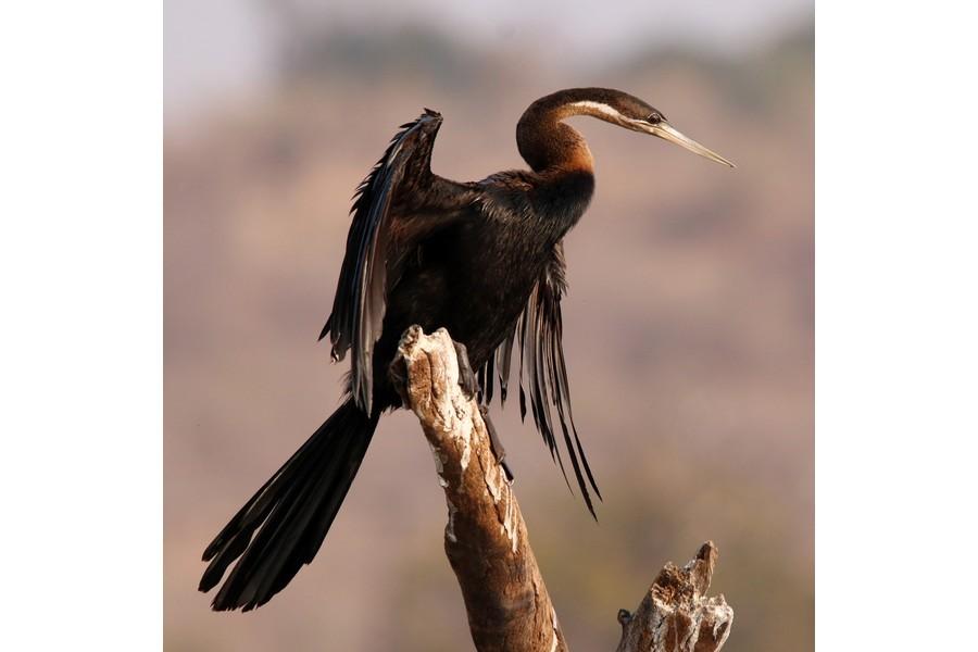 Chobe National Park