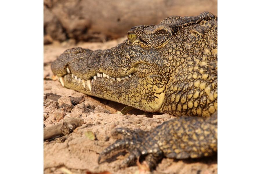 Chobe National Park