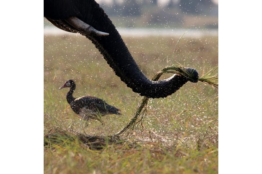 Chobe National Park