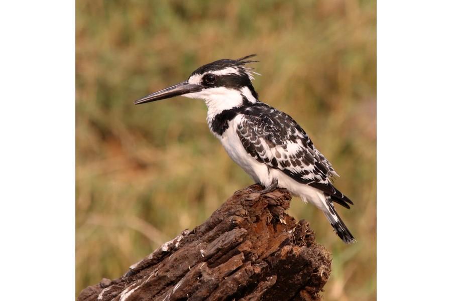 Chobe National Park