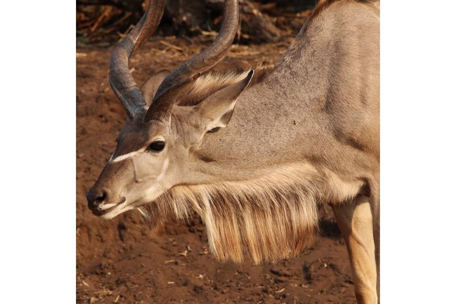 Chobe National Park