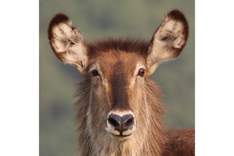 Chobe National Park