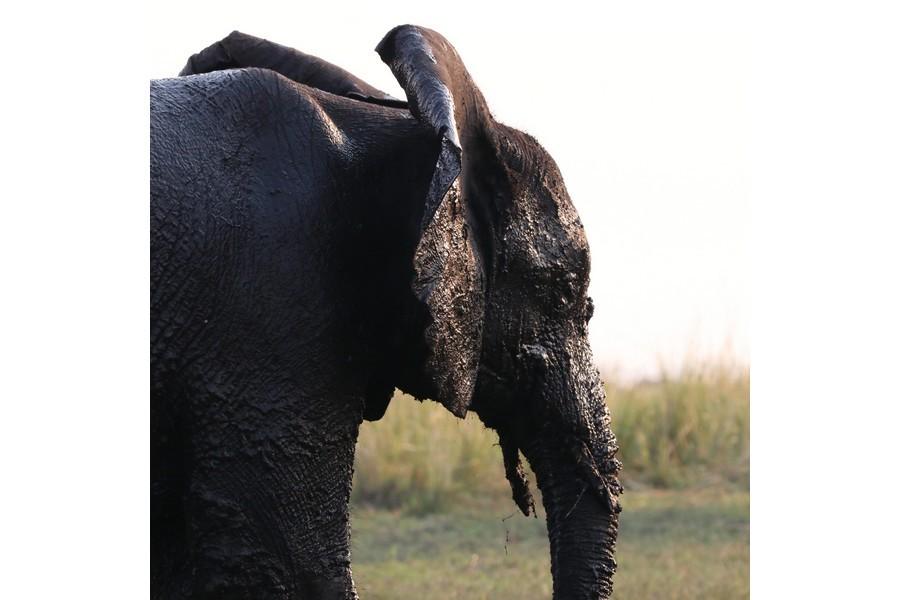 Chobe National Park