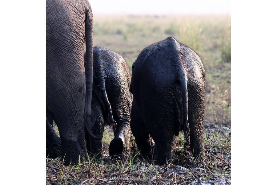 Chobe National Park