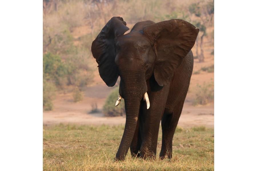 Chobe National Park