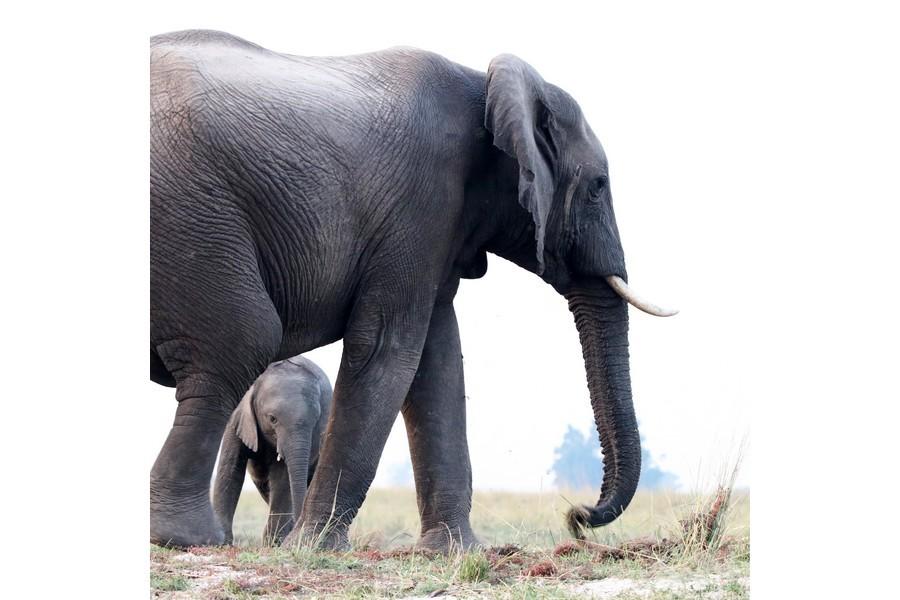 Chobe National Park