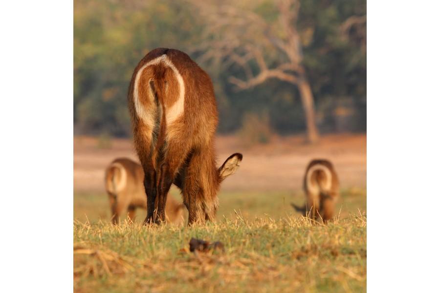 Chobe National Park