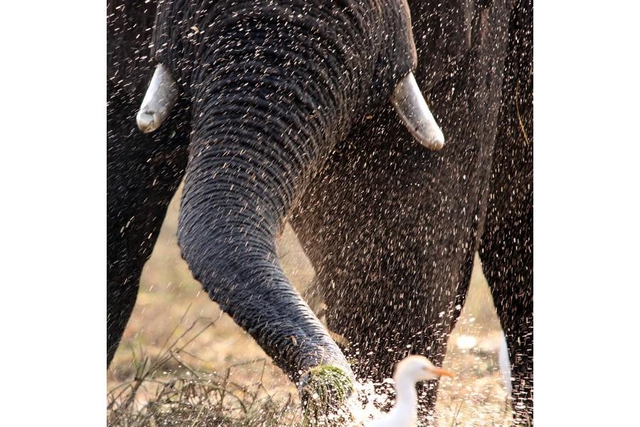 Chobe National Park