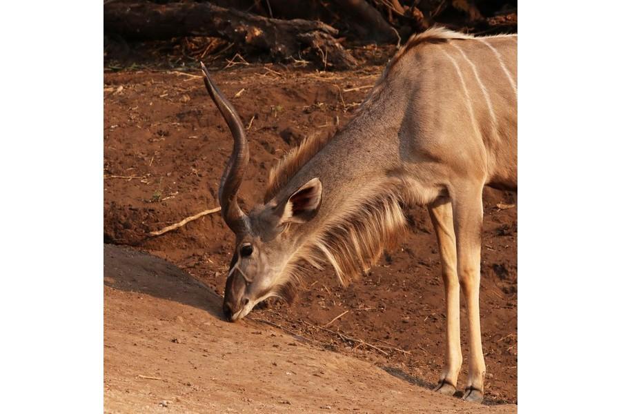 Chobe National Park