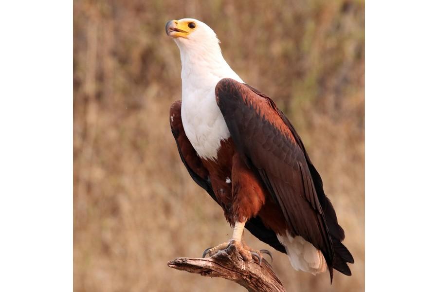 Chobe National Park