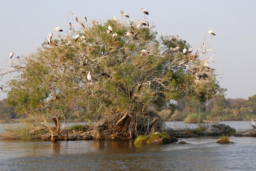 Chobe National Park