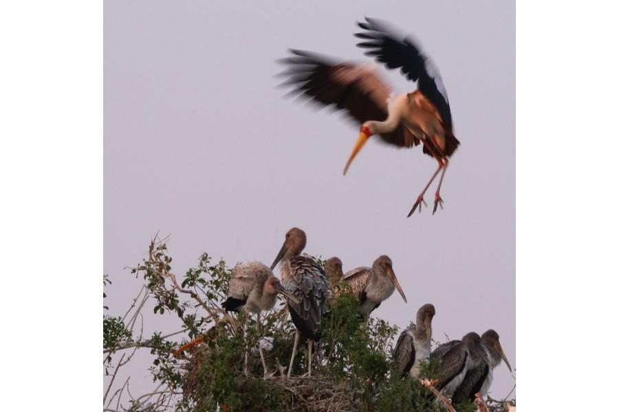 Chobe National Park