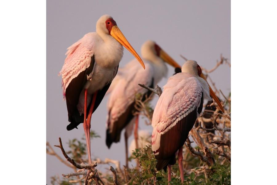 Chobe National Park