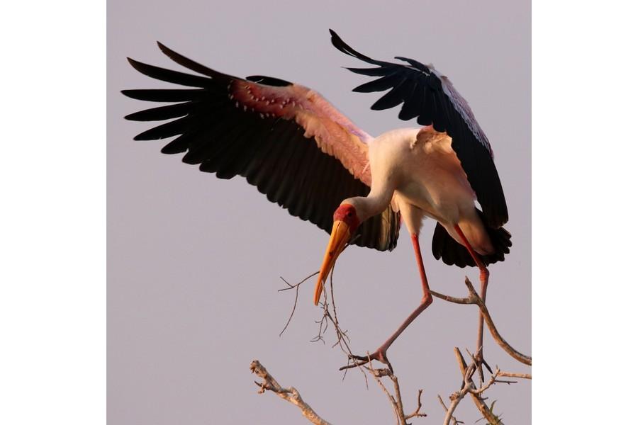 Chobe National Park