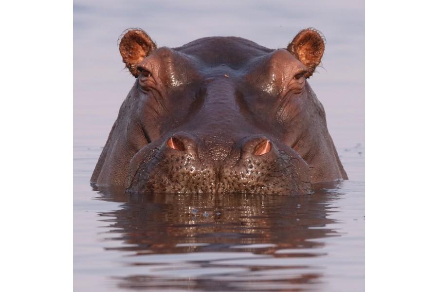 Chobe National Park