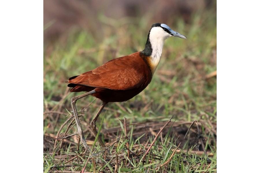 Chobe National Park