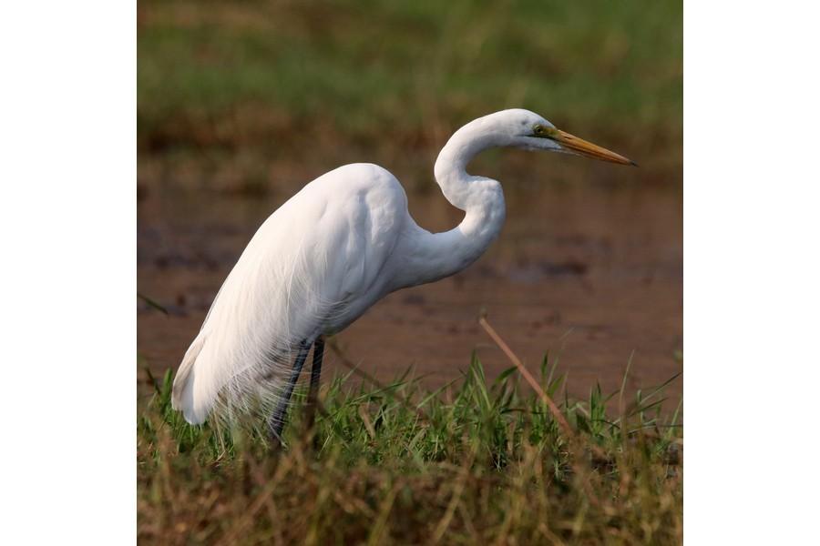 Chobe National Park