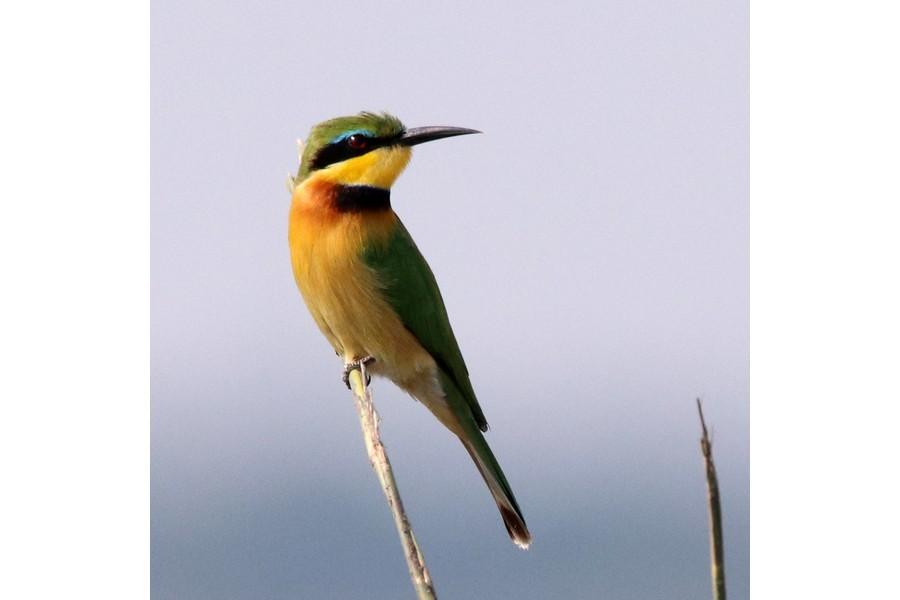 Chobe National Park