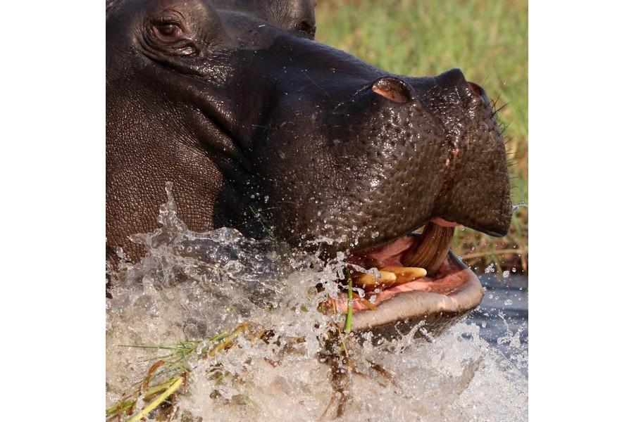 Chobe National Park