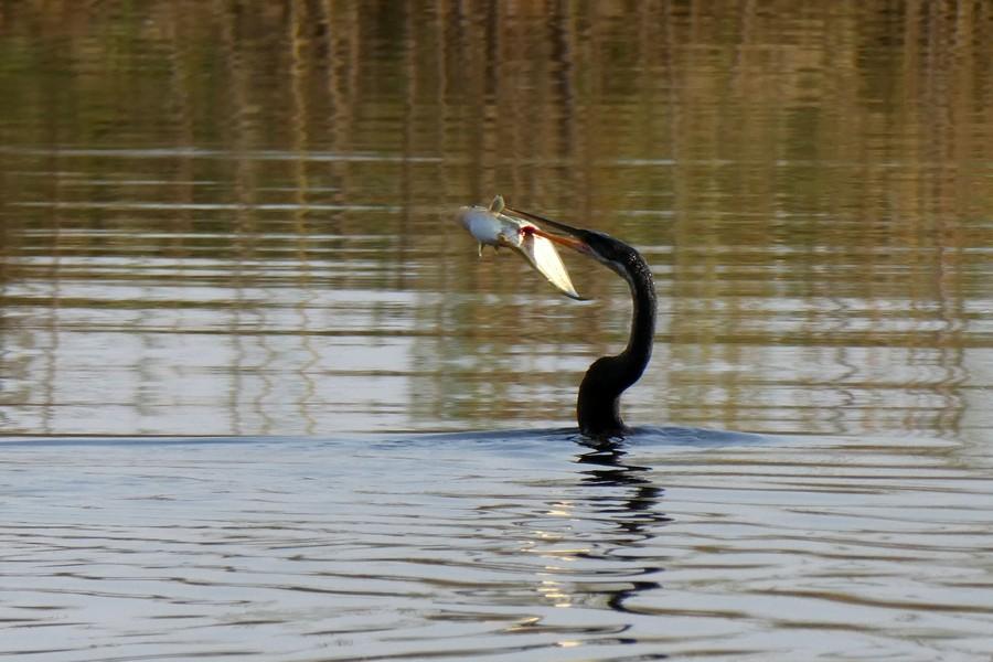 Chobe National Park