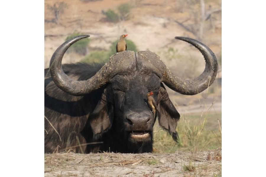 Chobe National Park