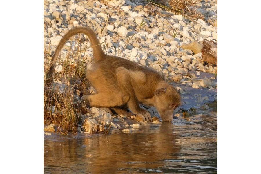 Chobe National Park