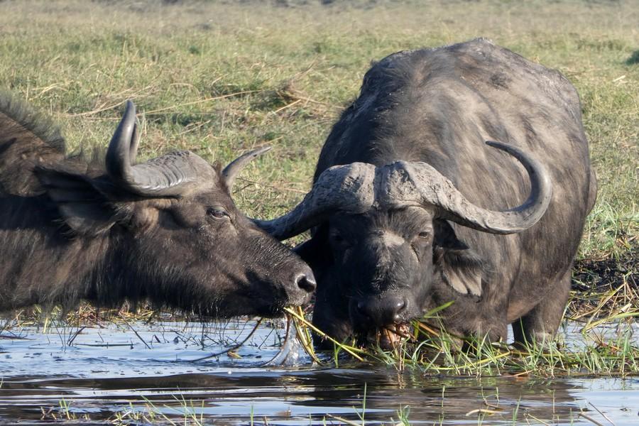 Chobe National Park