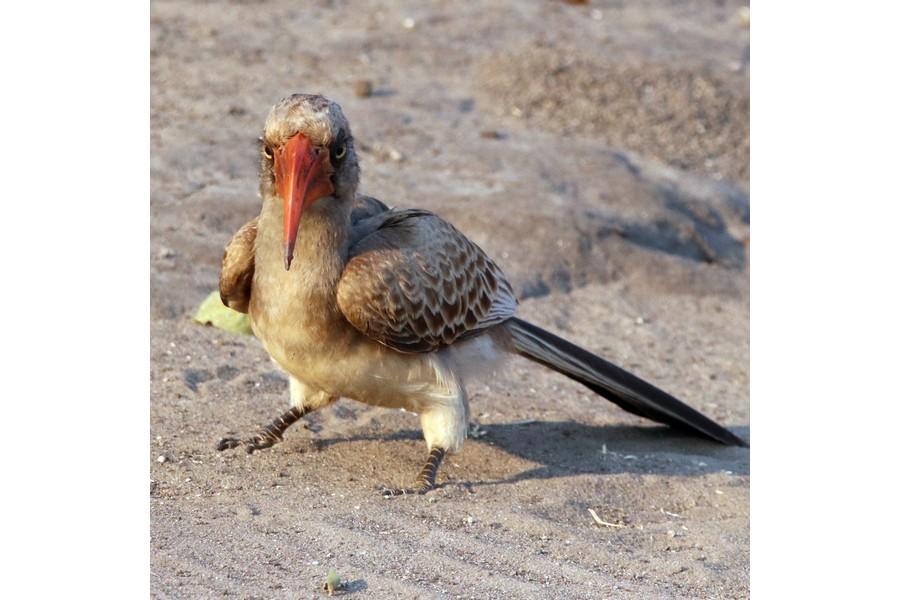 Chobe National Park