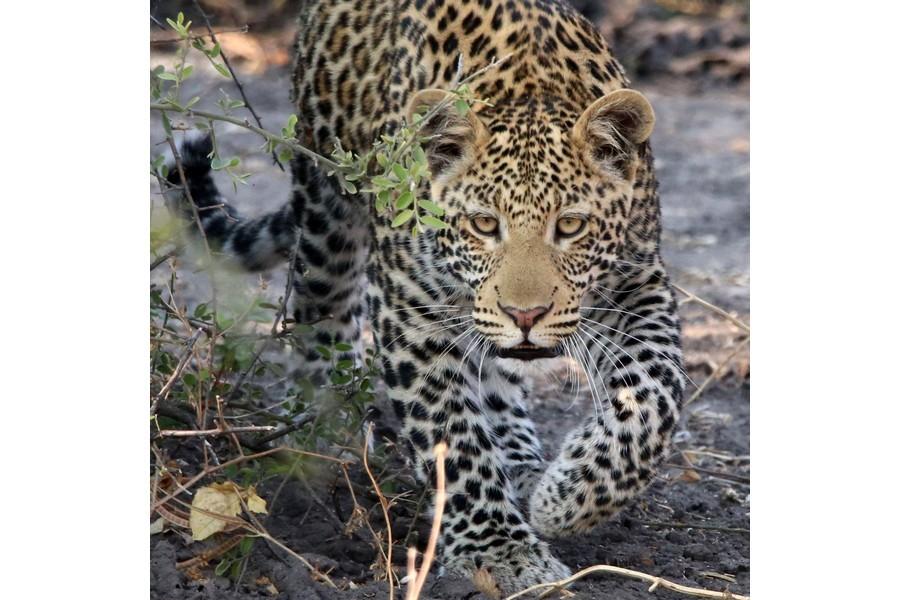 Chobe National Park