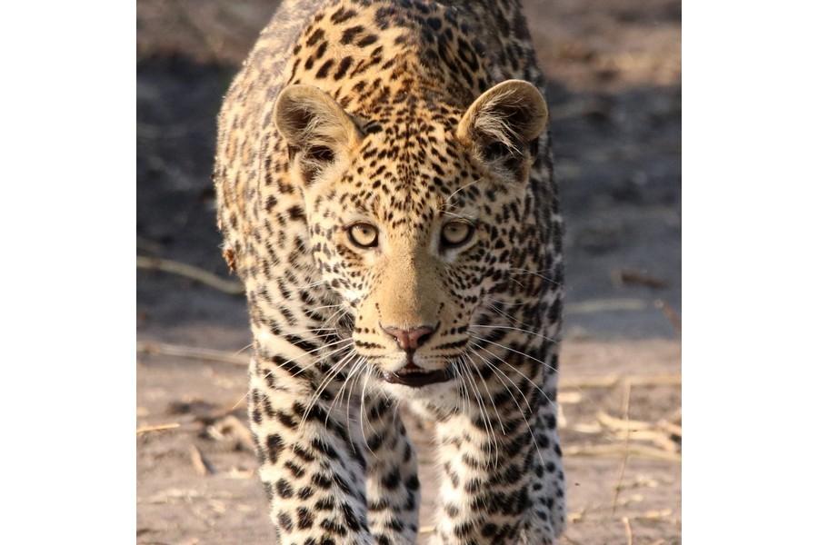 Chobe National Park