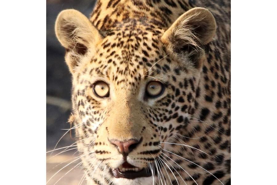 Chobe National Park