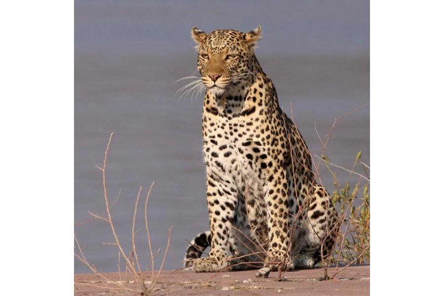 Chobe National Park