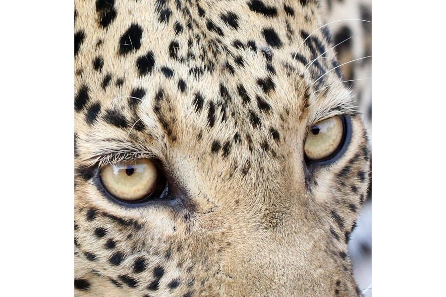 Chobe National Park