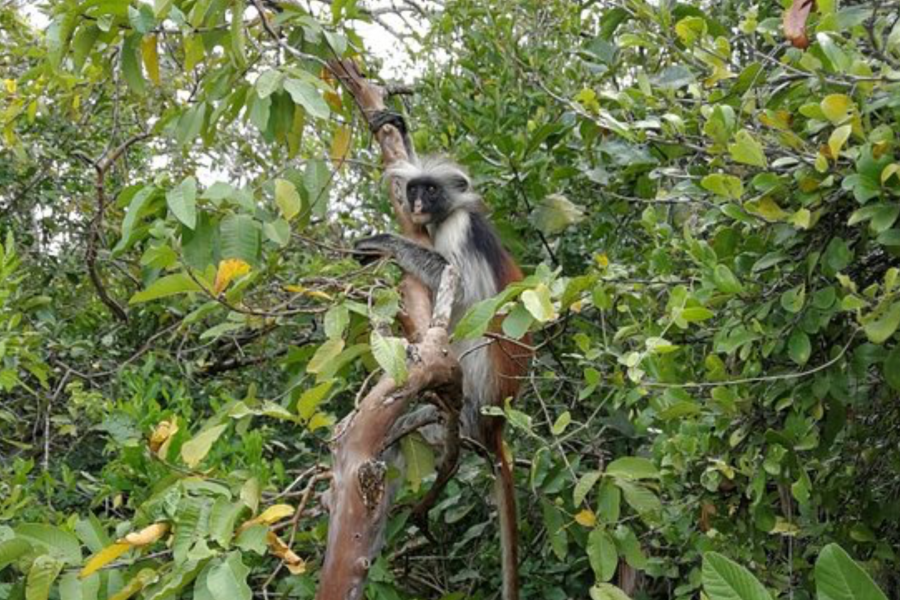 Colobus monkey