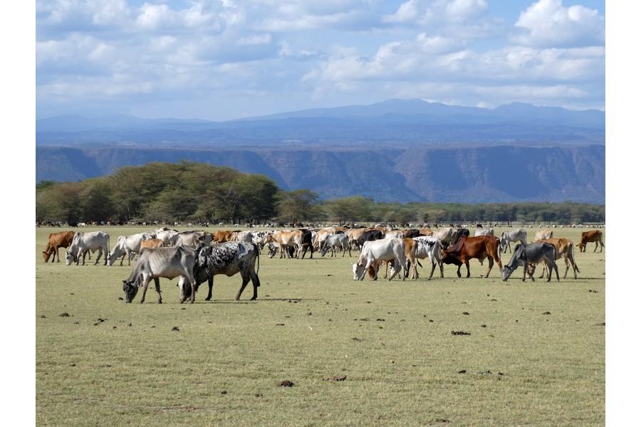 Tanzania