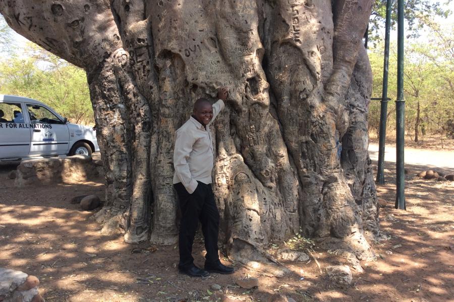 Big baobab