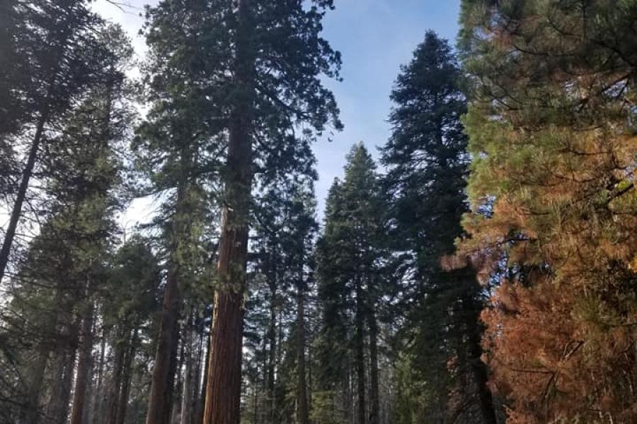 Sequoia at a Distance