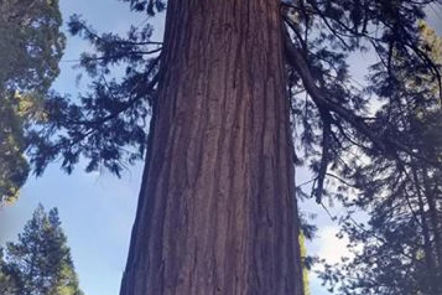 Vertical Sequoia Panorama