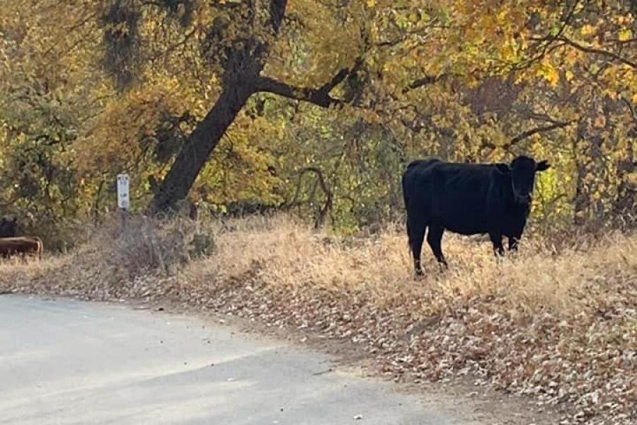 Sharing the Road