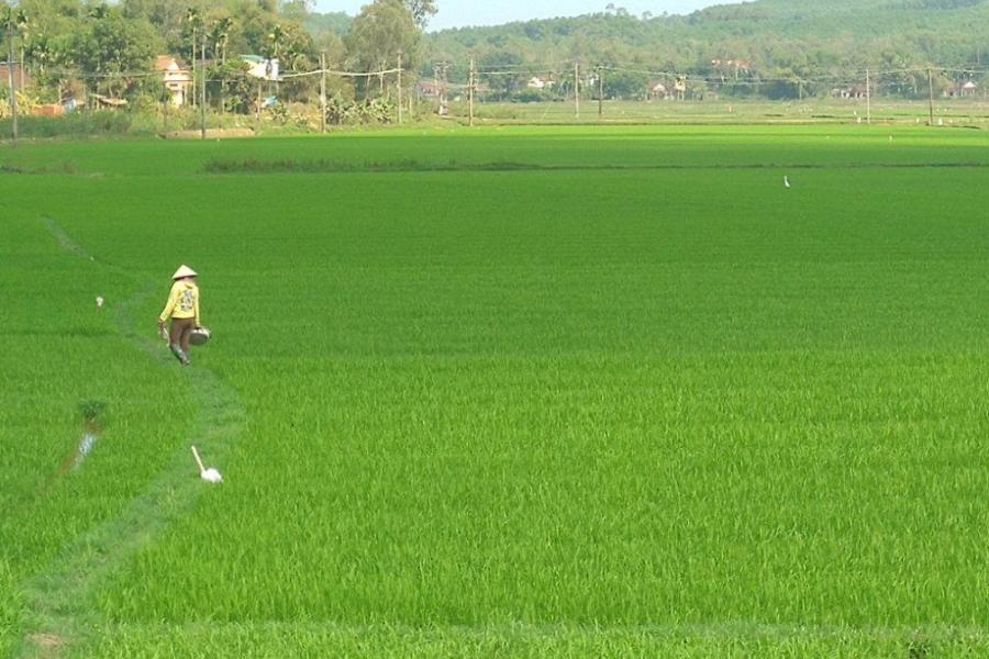 paddy field