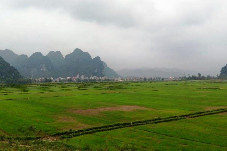 rice fields