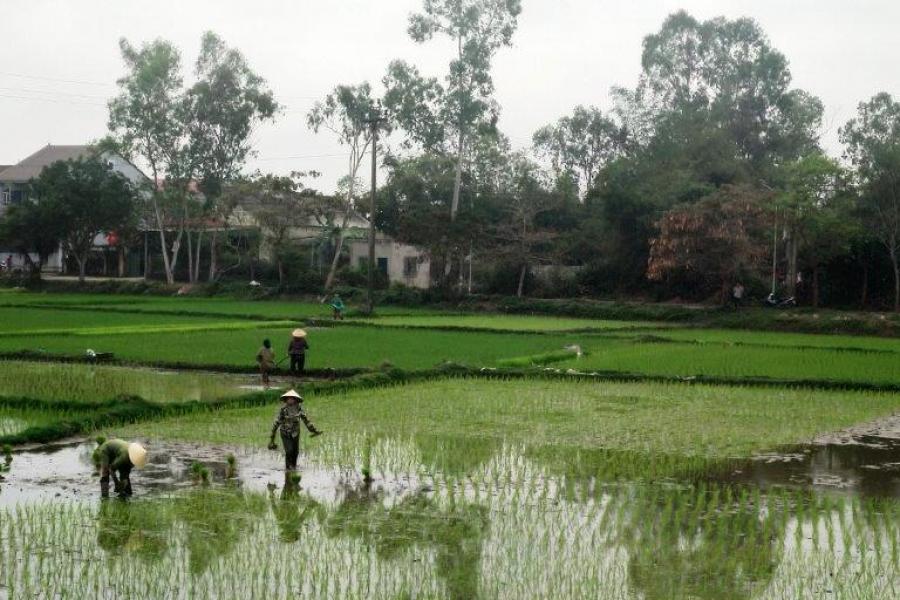 rice fields