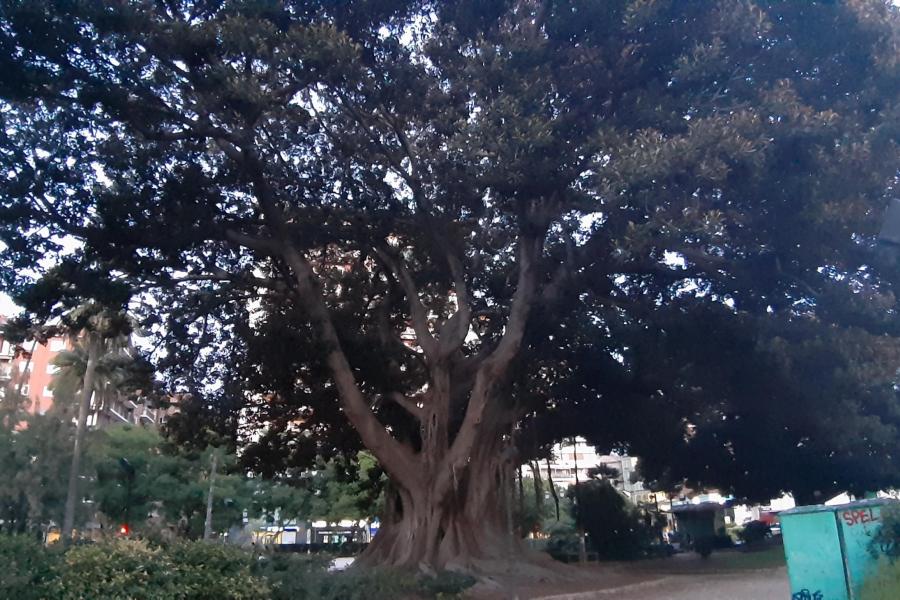 Large Australian tree planted in Valencia city