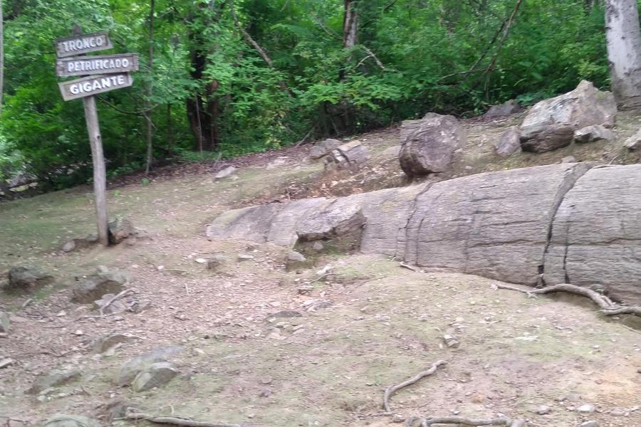 Puyango petrified forest