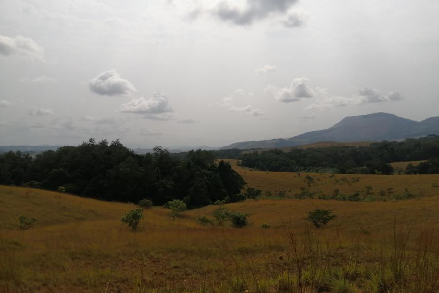 Landscape III