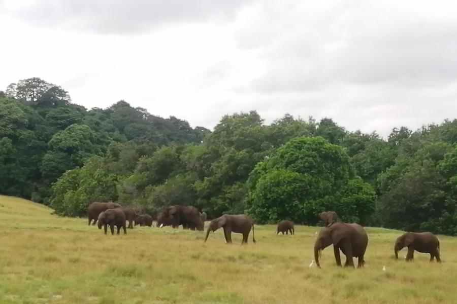 elephants 1