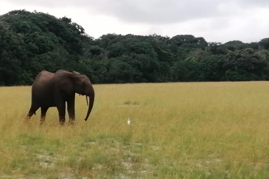 elephant 2
