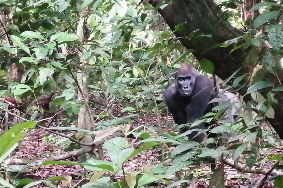 gorilla 2